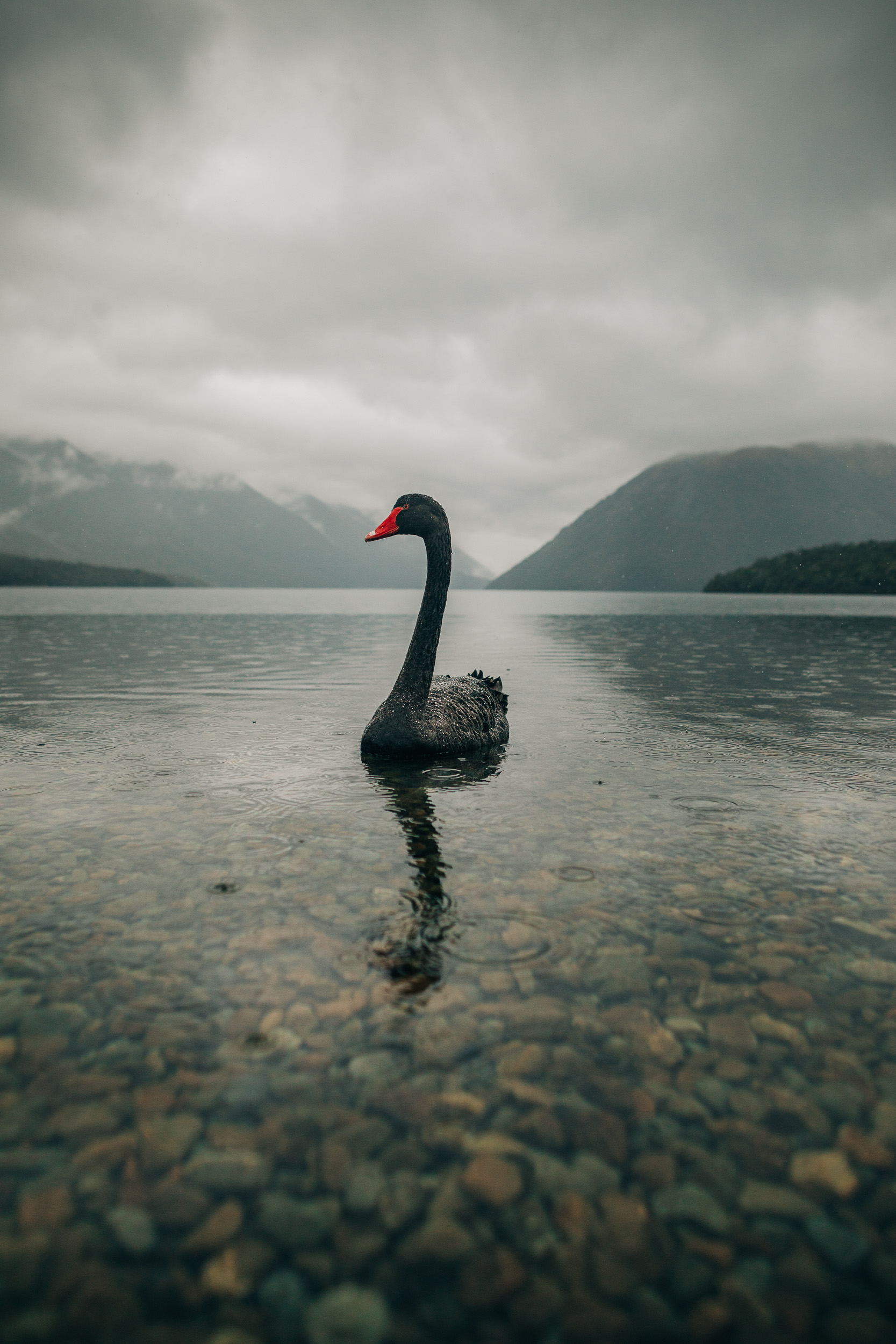 Saunders_TNF_NZ-0528
